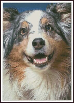 Australian shepherd