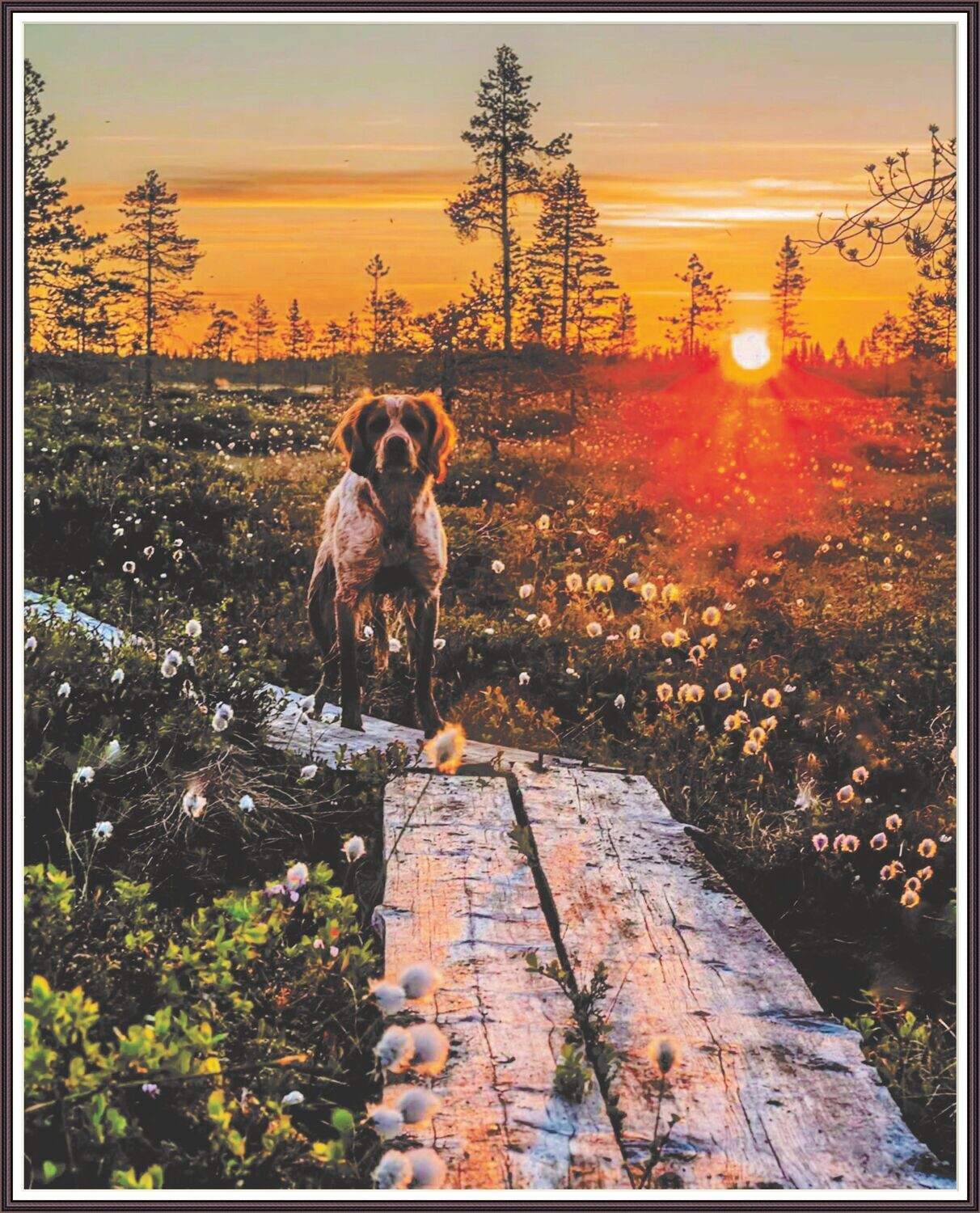 Sunset walk