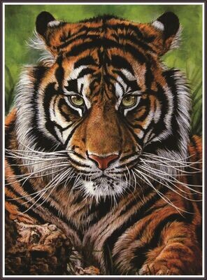 Sumatran tiger