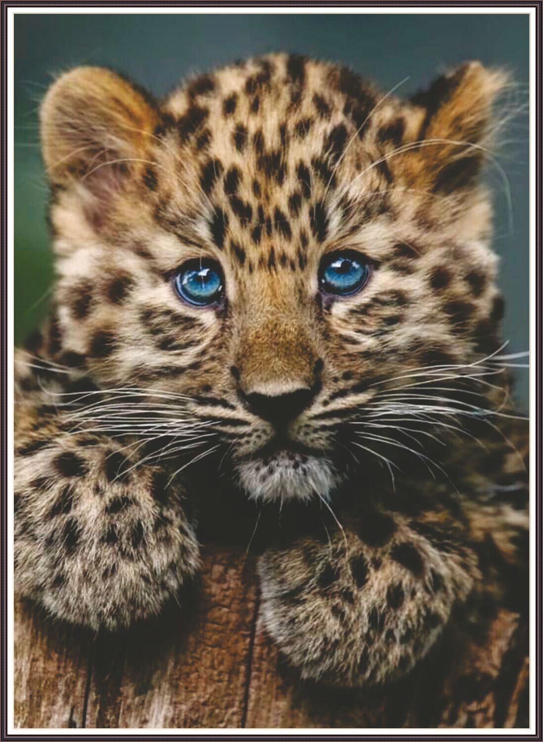 Jaguar Cub