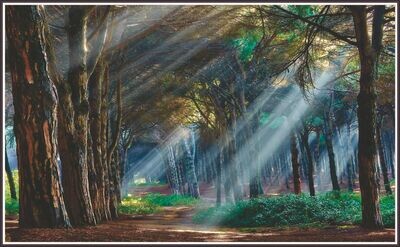 Mystical Forest
