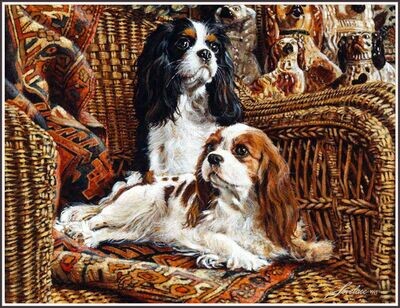 Cavalier King Charles Spaniel