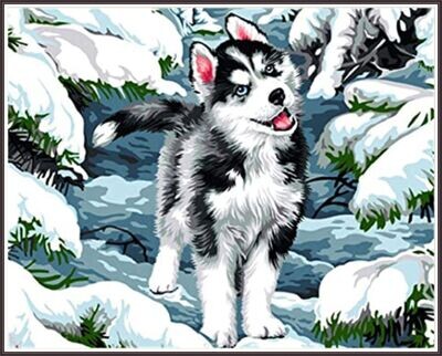 Siberian Husky