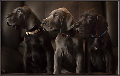 Great Dane Trio