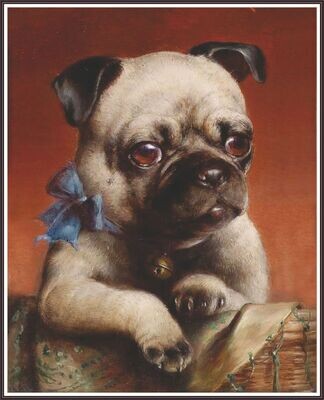 Young Pug Mops