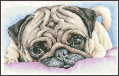 PUG Puppy