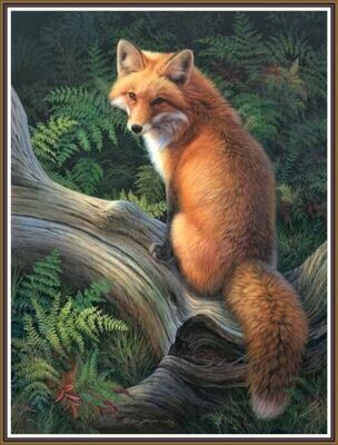 Red Fox