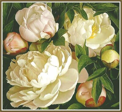 Garden peonies