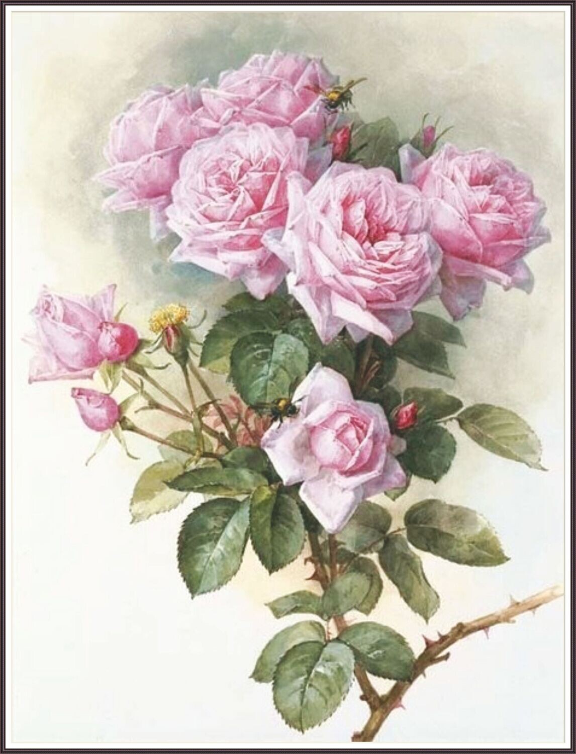Delicate Roses