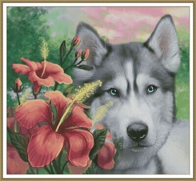 Siberian Hasky