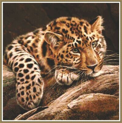 Cheetah