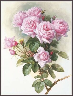 Delicate Roses
