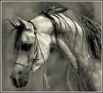 Arabian horse