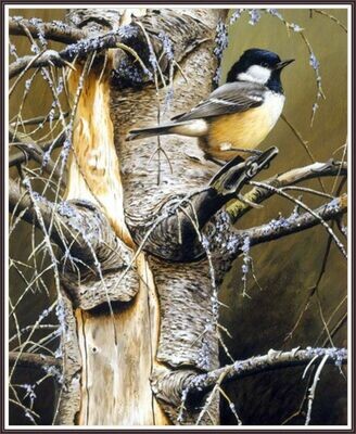 Chickadee on Birch Tree