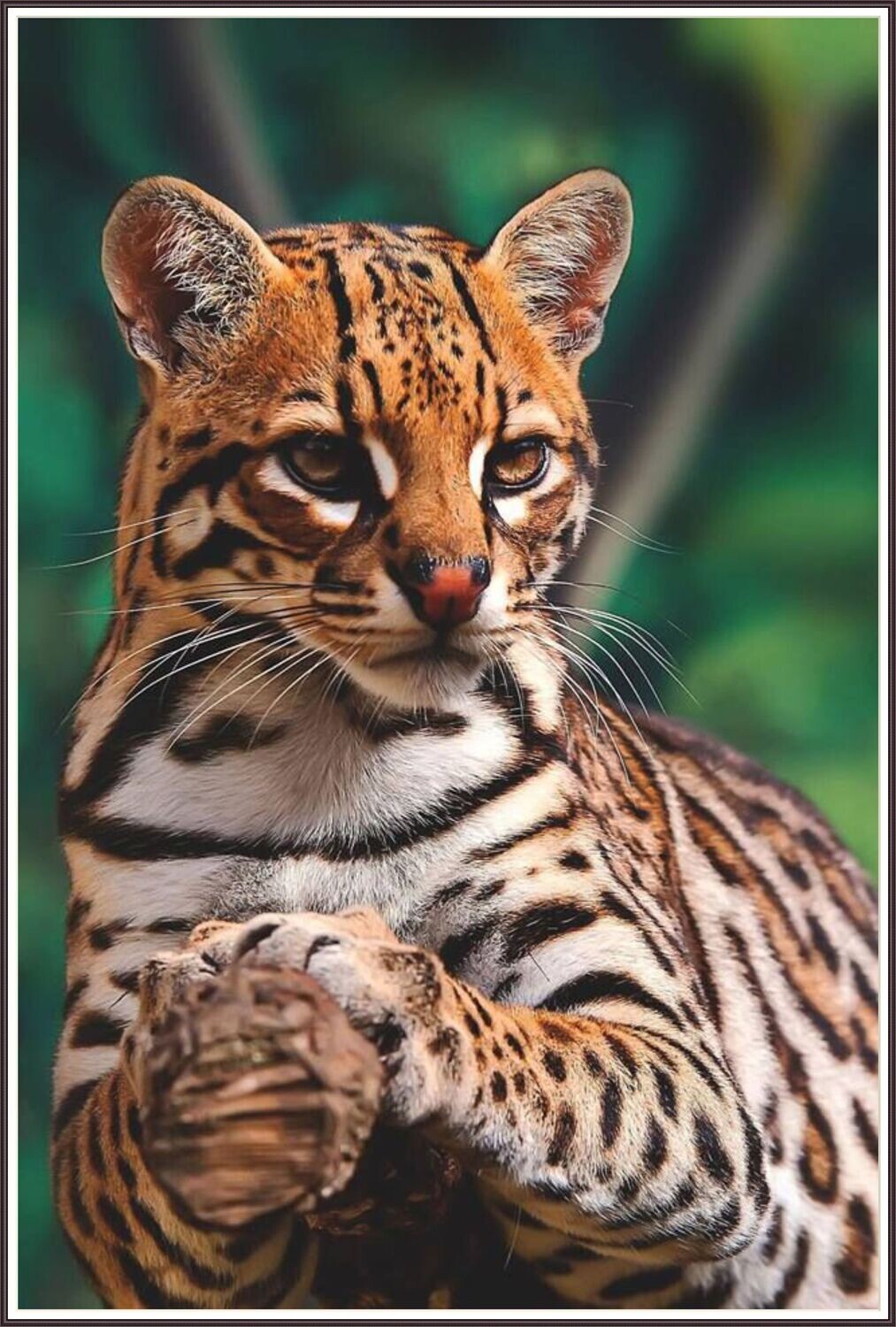 Resting Ocelot