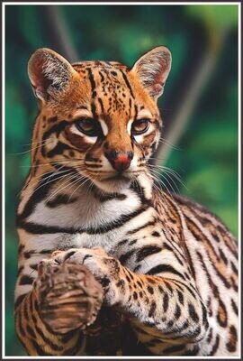 Resting Ocelot