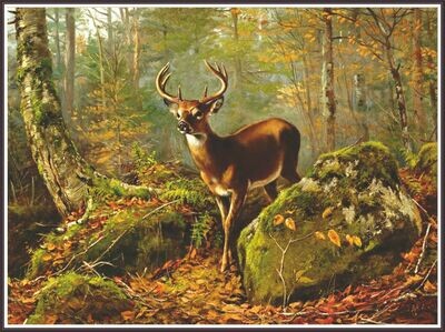 Fawn in the Forest