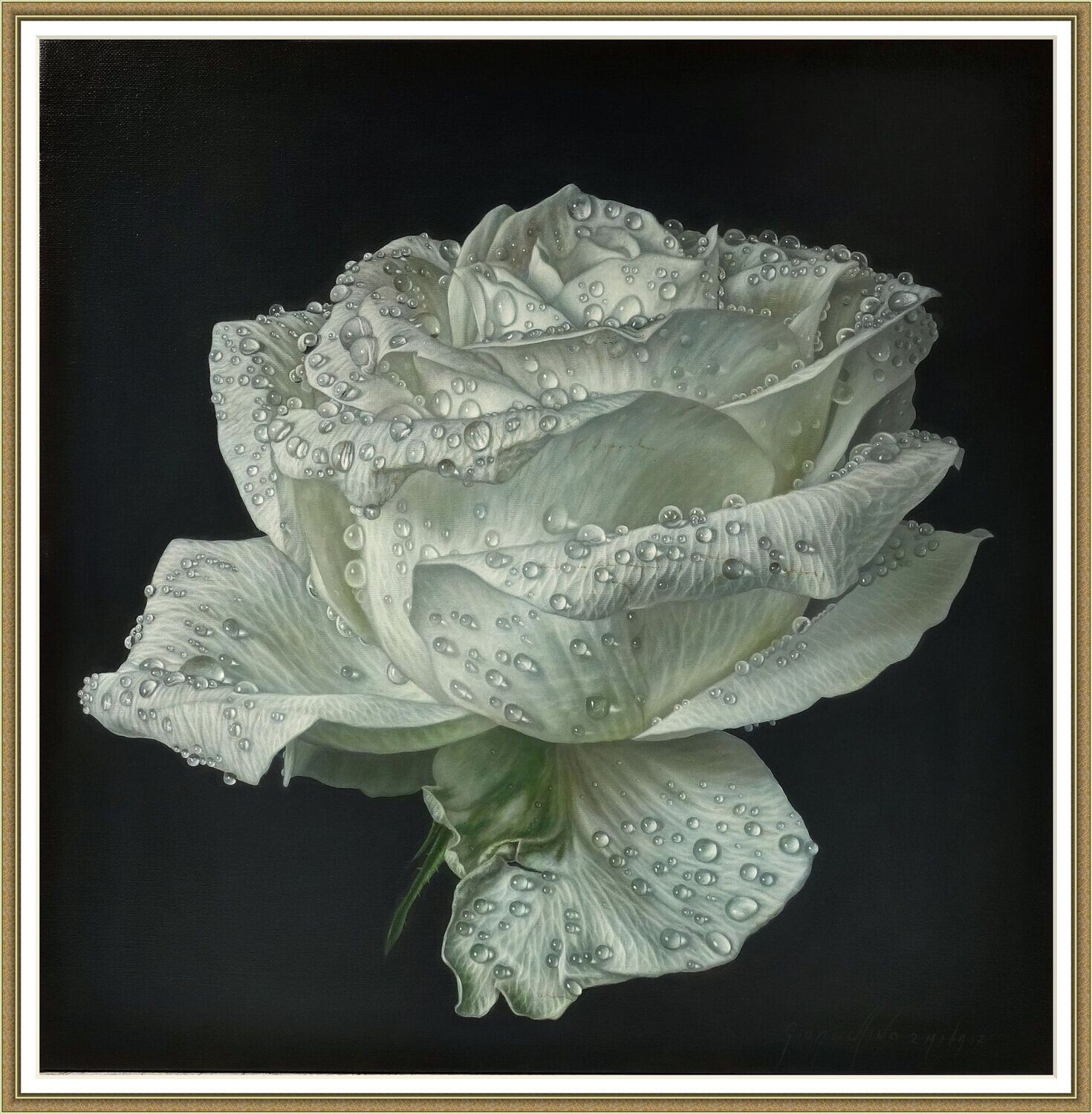 White Rose