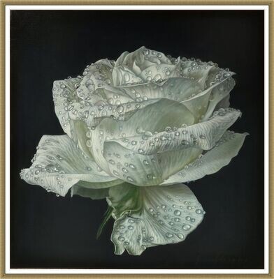 White Rose