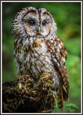 Screech Owl
