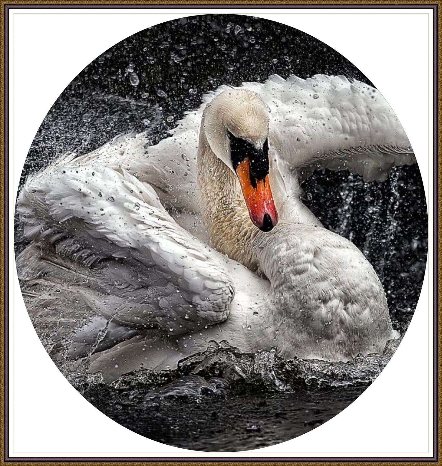 Swan