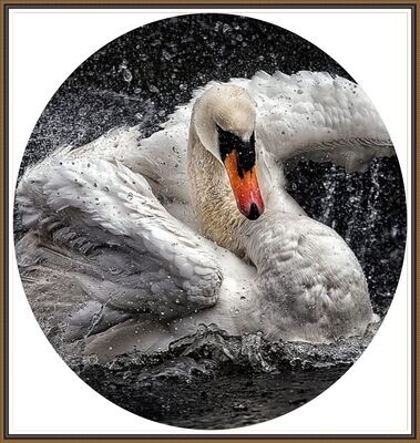 Swan