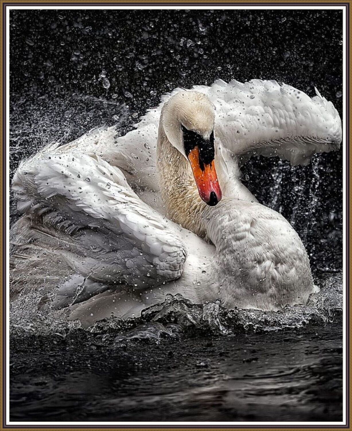 Swan