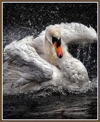 Swan