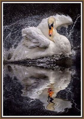 Swan