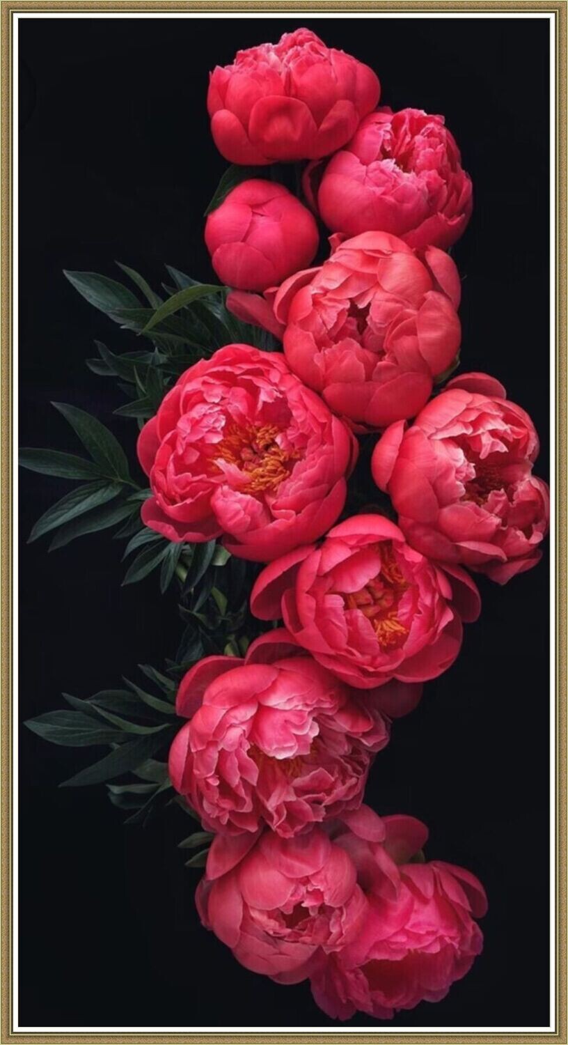 Peonies on a black