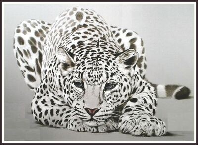 Snow Leopard