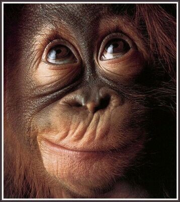 Monkey Face