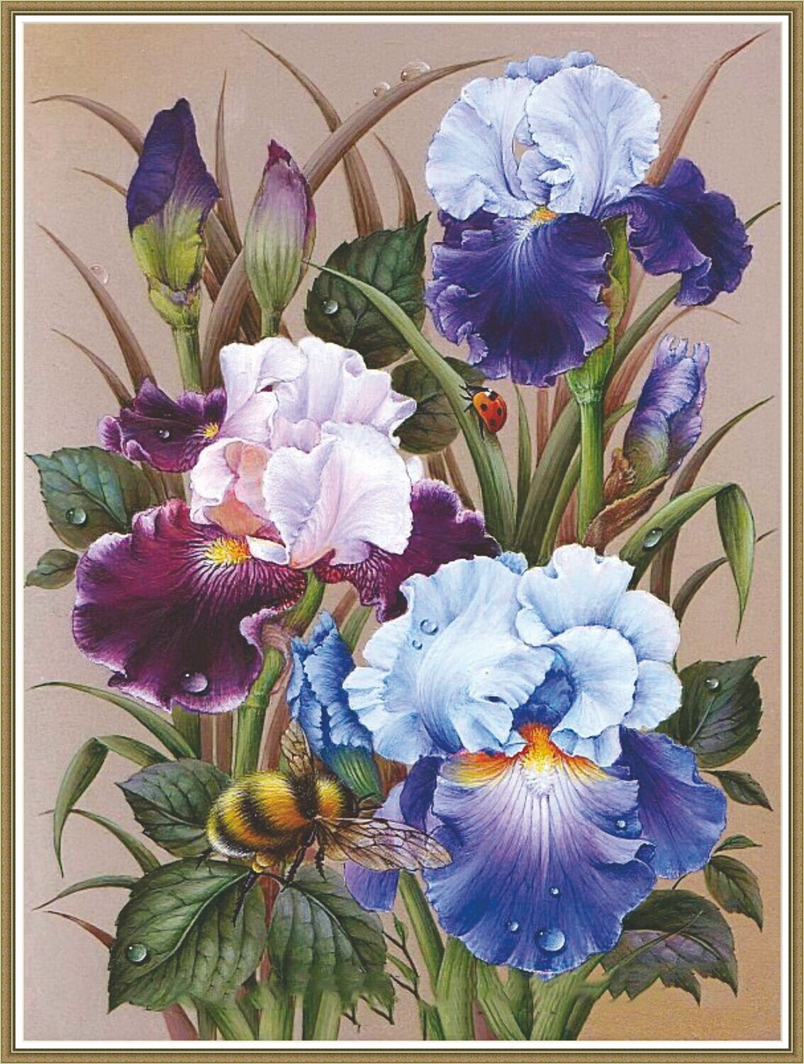 Purple Iris