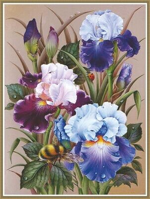 Purple Iris