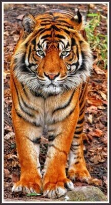 The Beauty of Wildlife