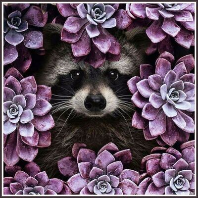 Racoon