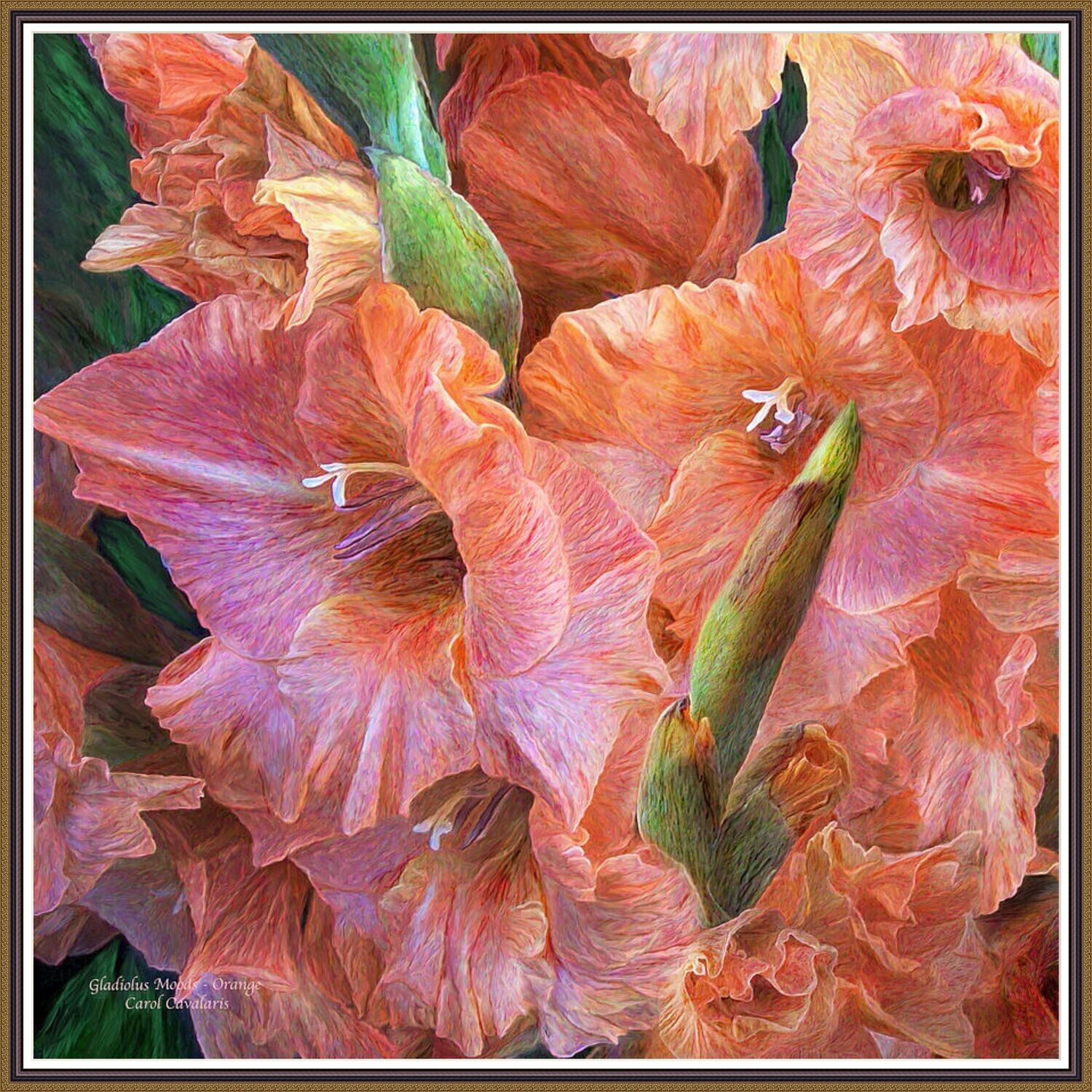 Gladiolus