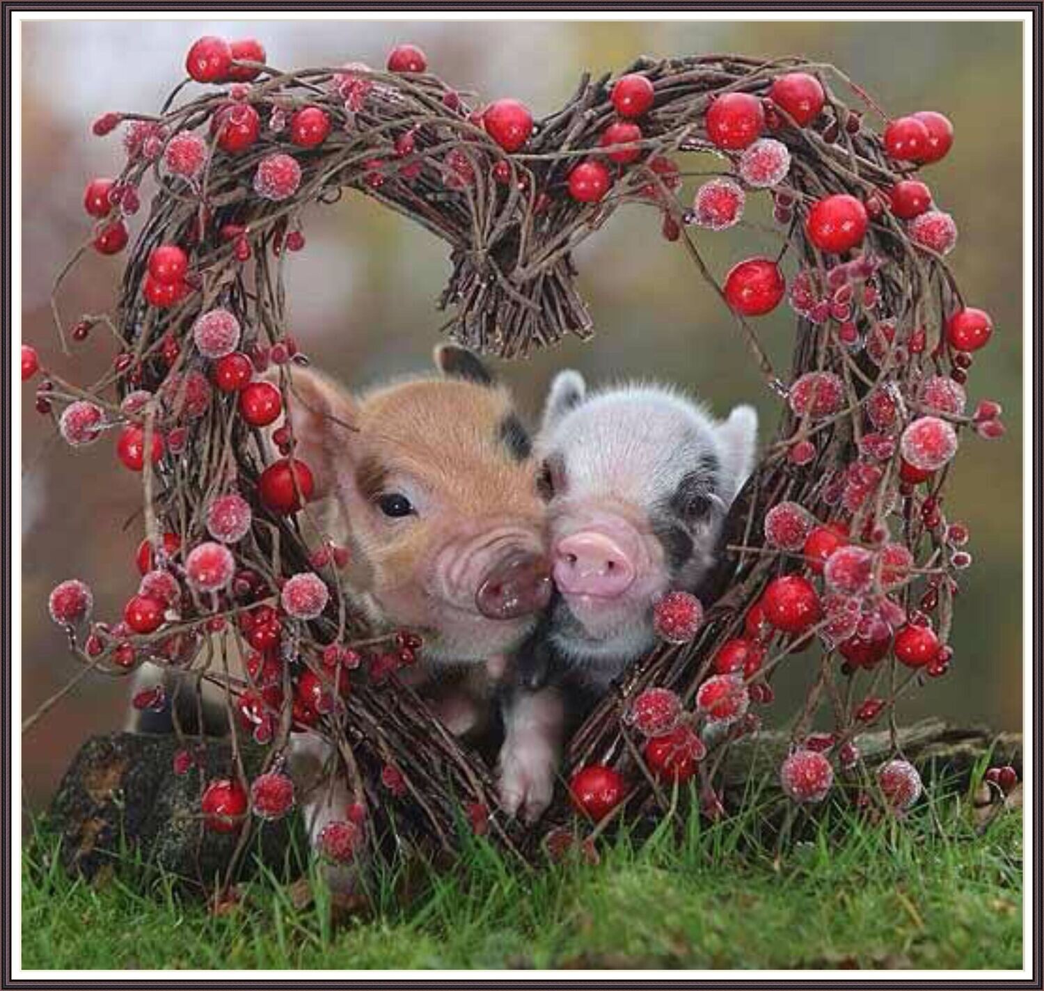 Valentine piggies