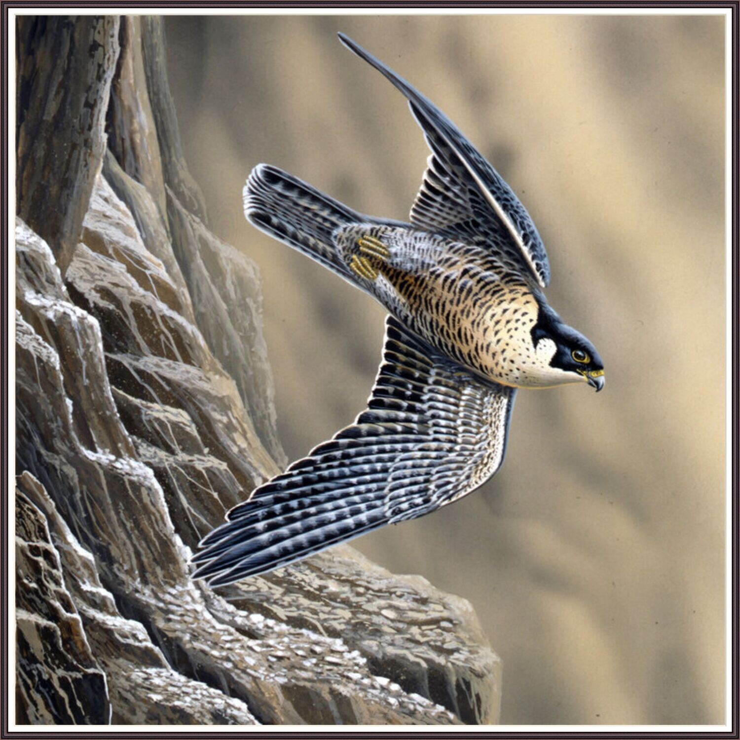Peregrine Falcon