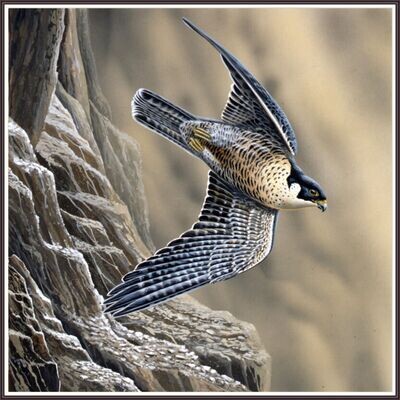 Peregrine Falcon