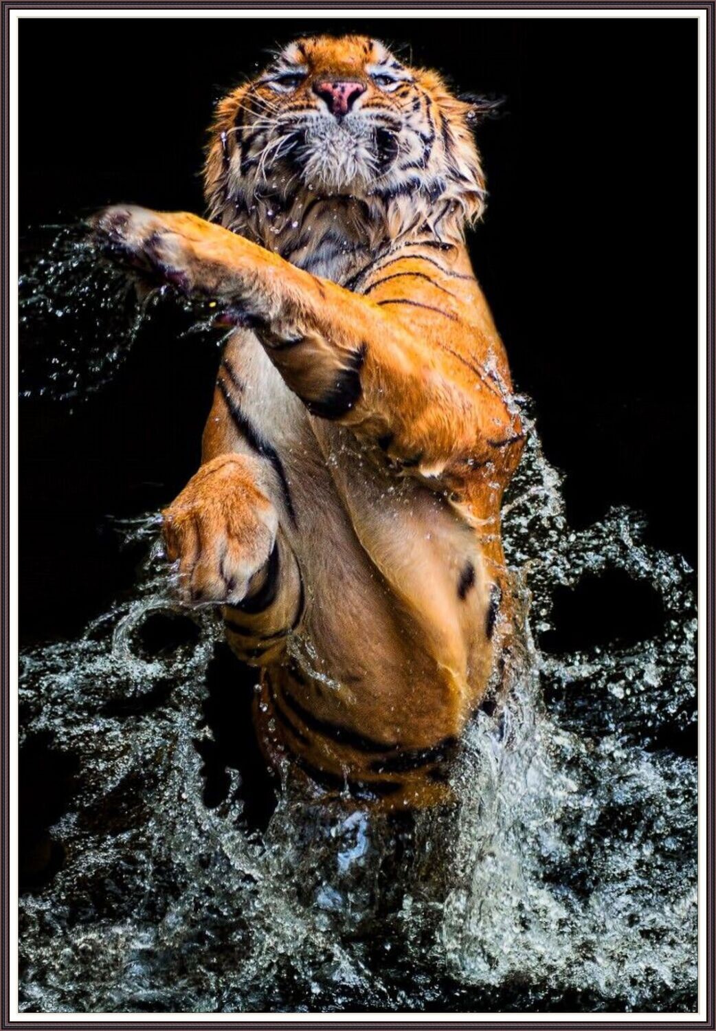 Tiger Splash