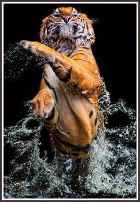 Tiger Splash