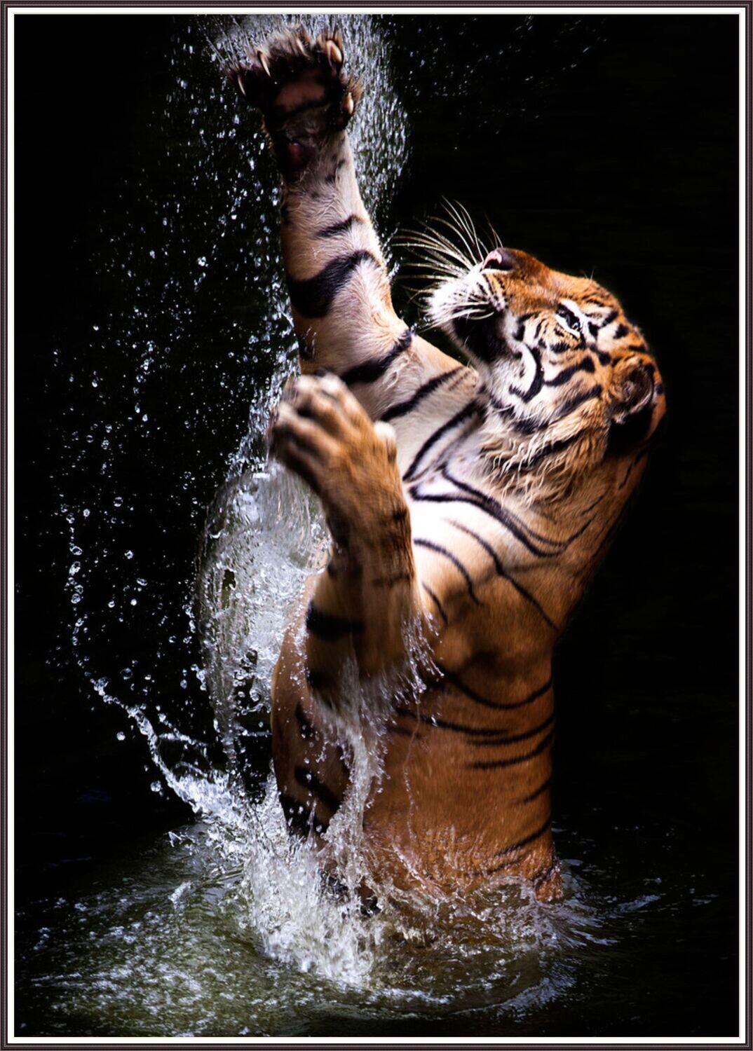 Tiger Splash