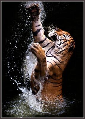 Tiger Splash