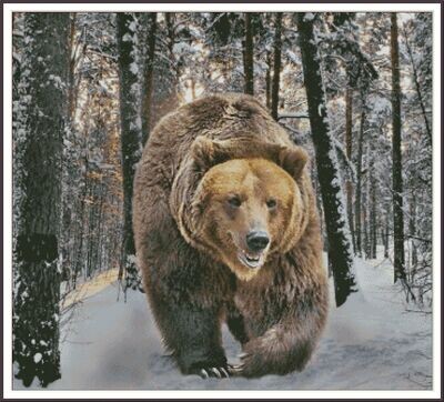 Wild Grizzly Bear