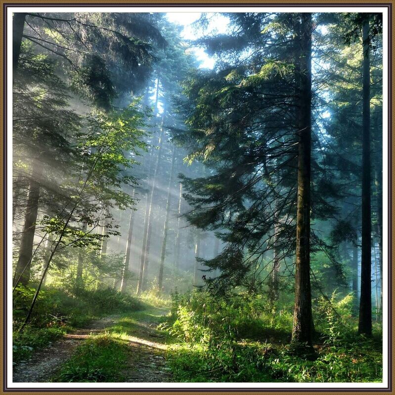 Pine Tree Forest