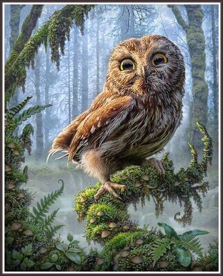 Barred Owl Perched