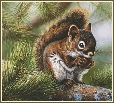 Squirrel