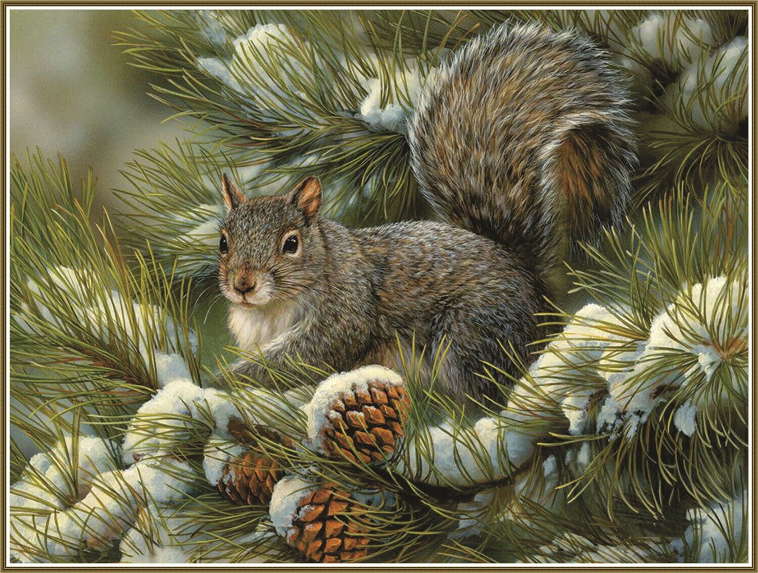 Grey Squirrel