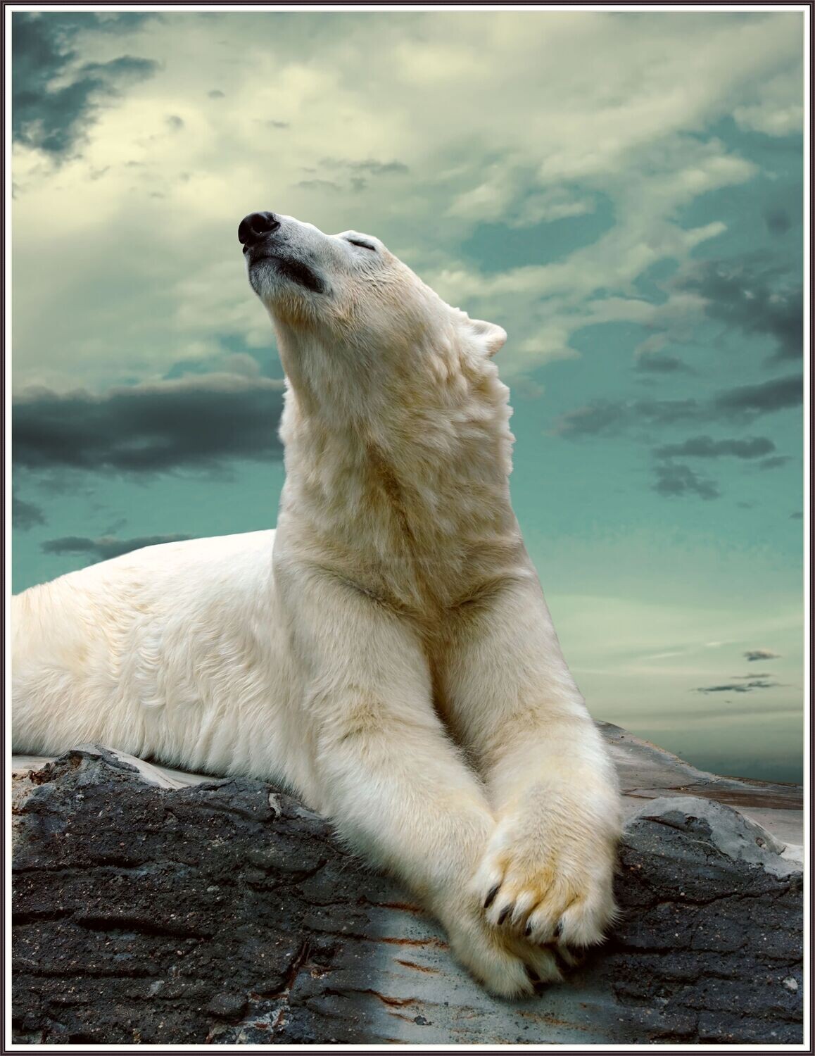 Polar Bear